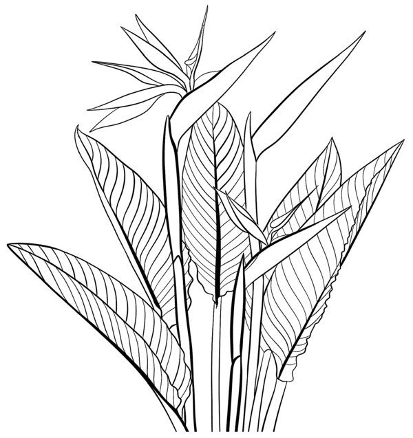 beau plan illustration12