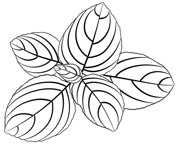 beau plan illustration10.png