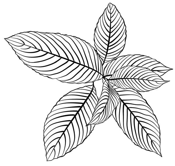 beau plan illustration5.png